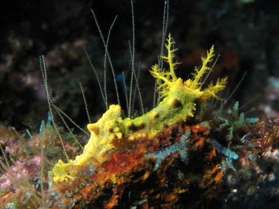  Colochirus robustus (Yellow Cucumber)